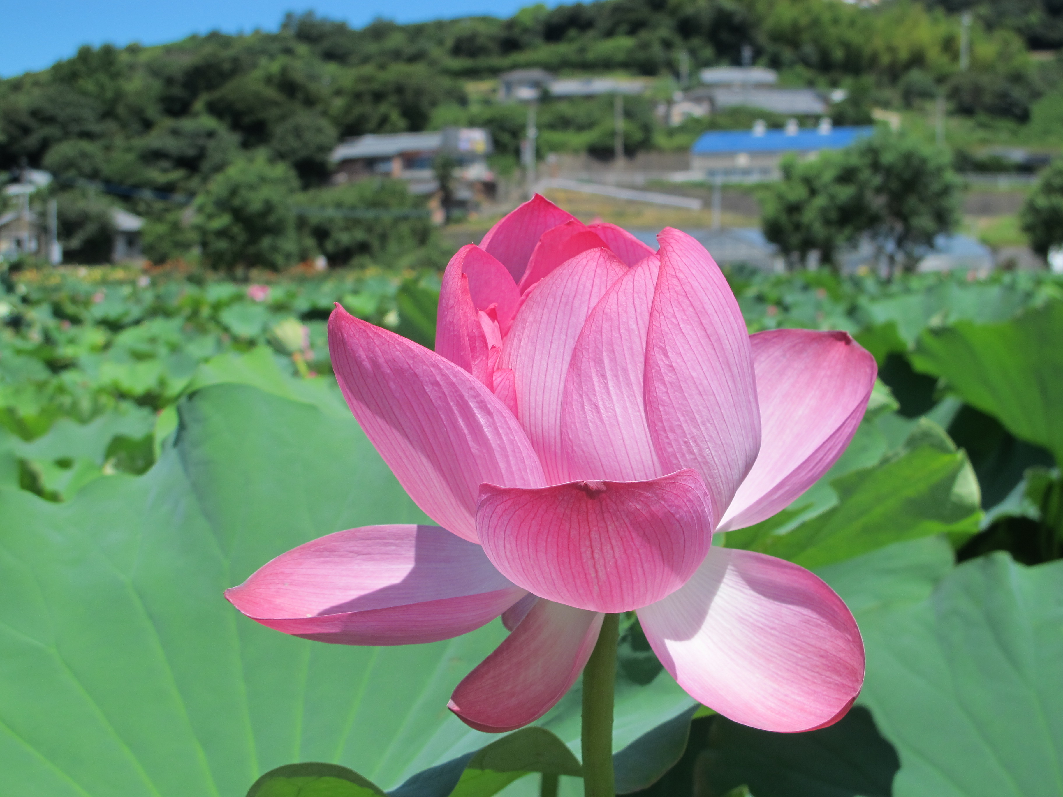 【諫早】唐比ハス園
