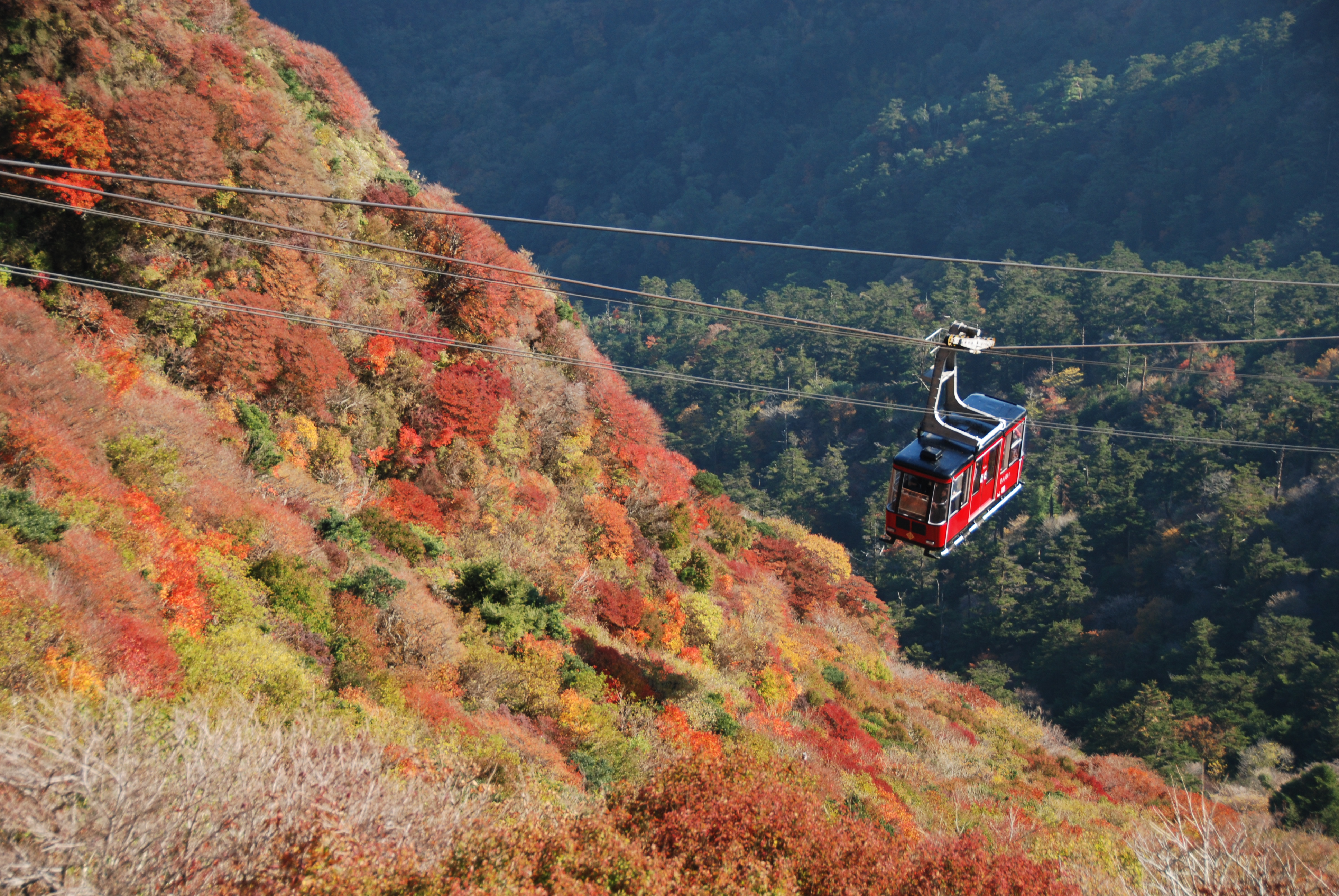 雲仙の紅葉 仁田峠
