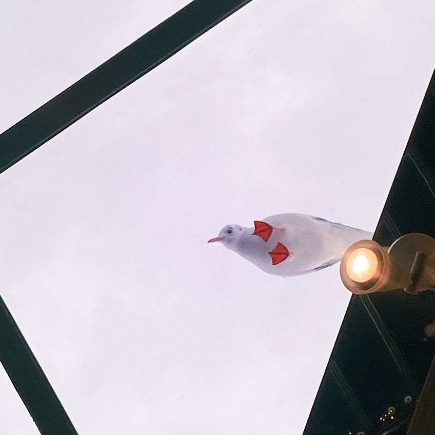 【船内売店】カモメがやって来ます🪽✨