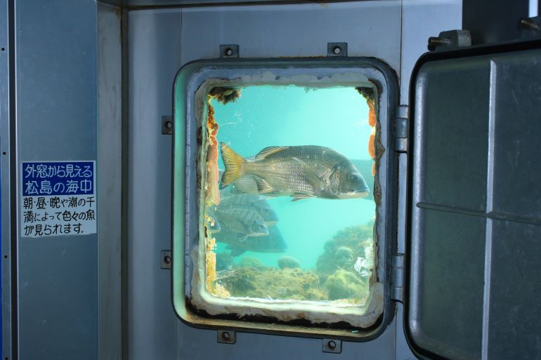 海中水族館シードーナツ