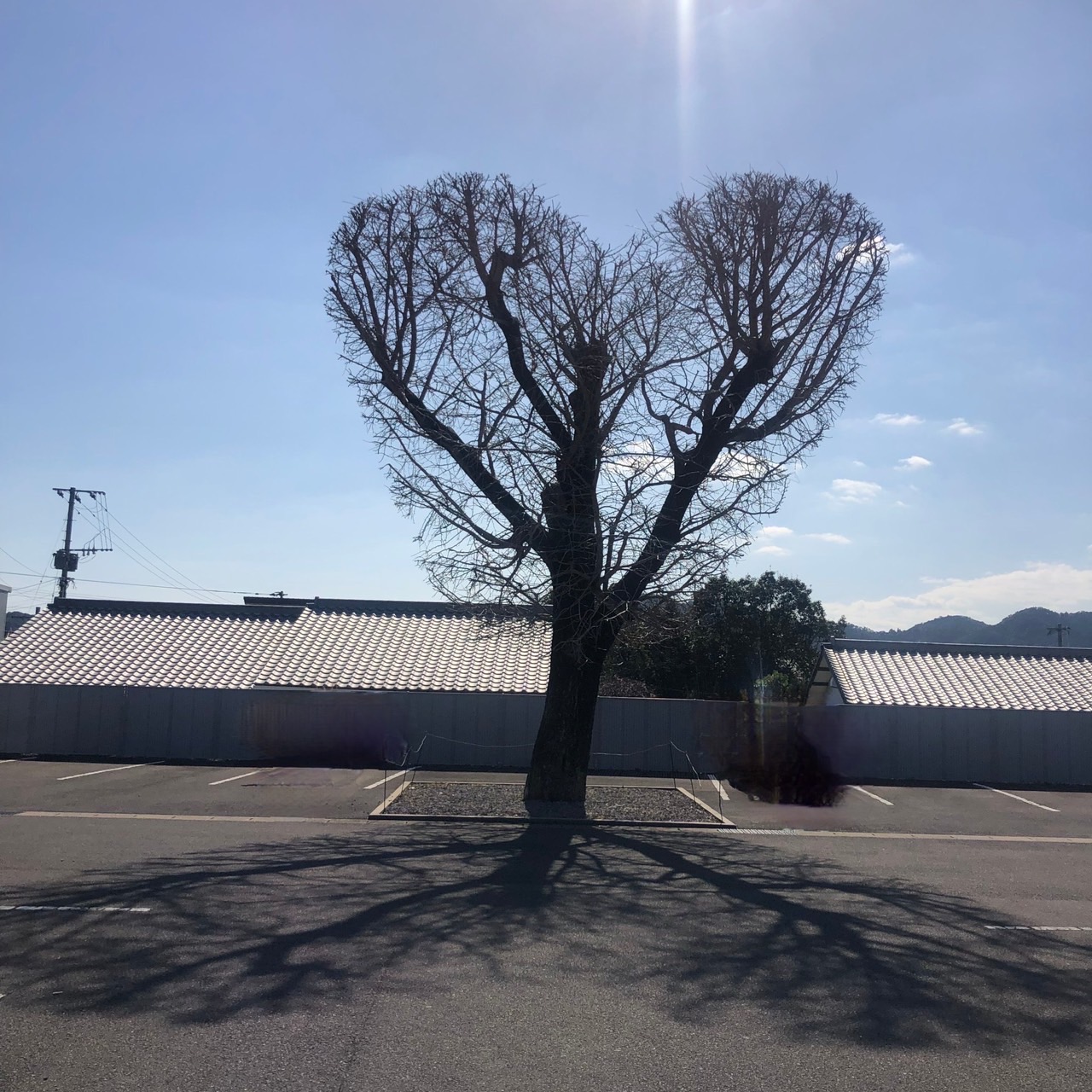飯盛 HEART TREE