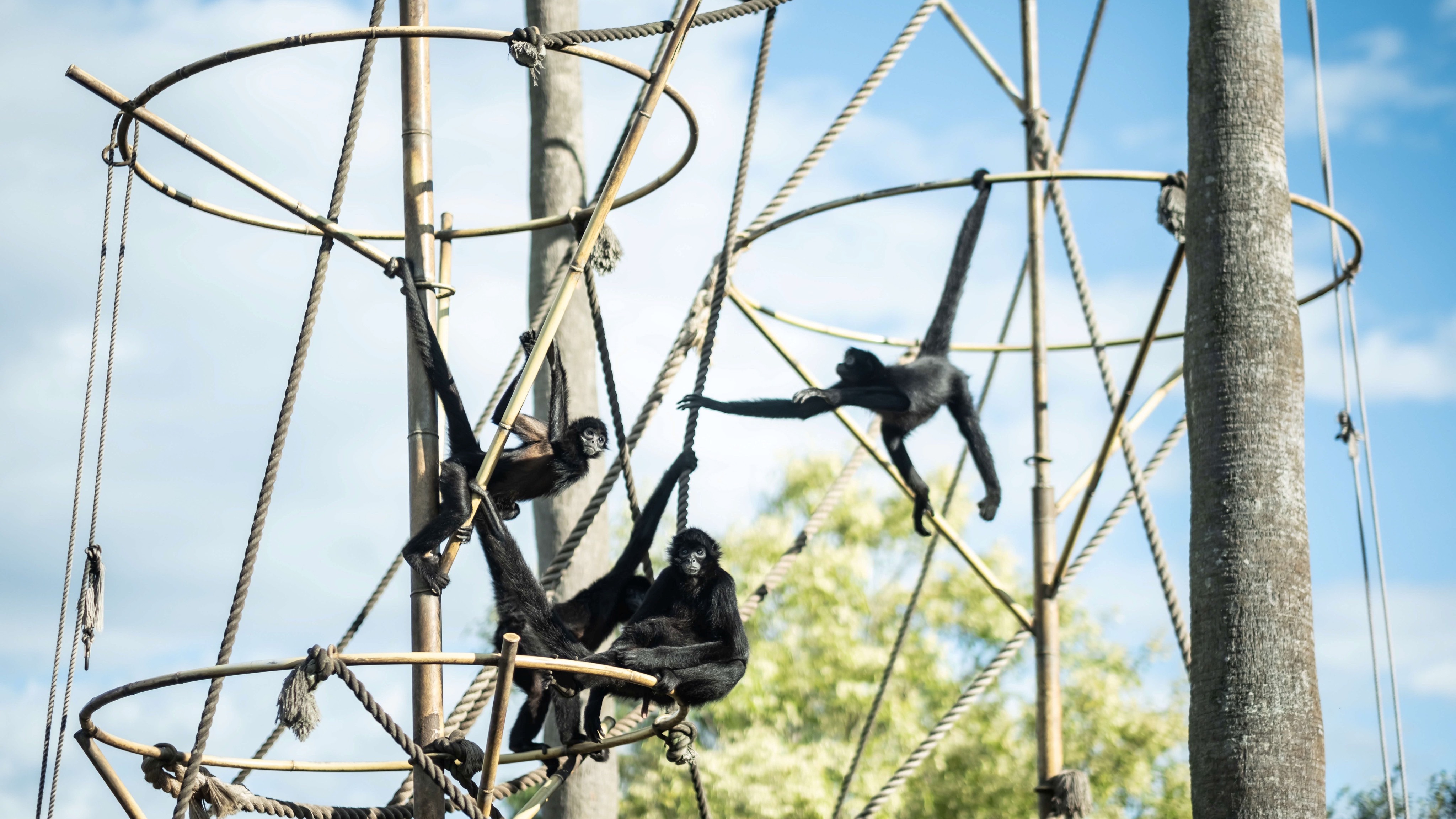 Kumamoto zoo
