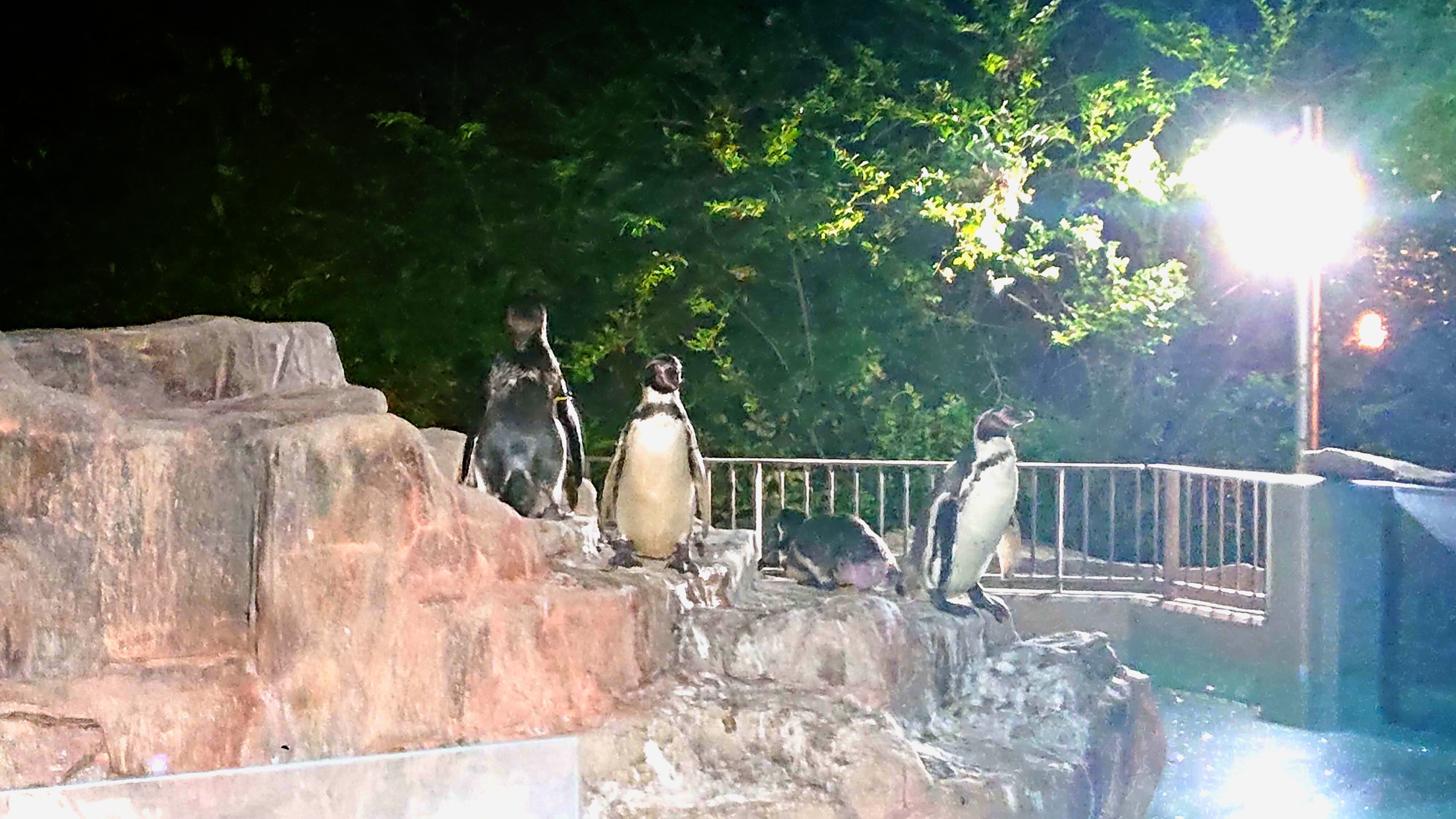 『 夜の動植物園 』
